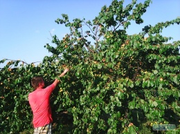 В Ивановском районе не знают, куда девать огромный урожай абрикосов