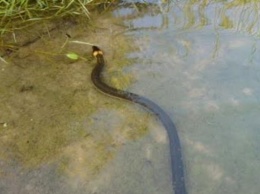В США гремучая змея на катере до смерти напугала туристов (видео)