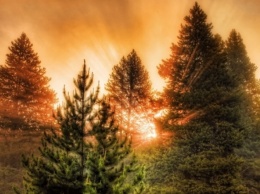 Прокуратура о вырубке деревьев на Павлоградщине: «Пройдет 2 года, и у нас будет пустыня»