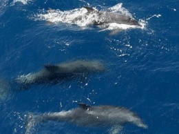 Черное море может остаться без рыбы: в Крыму массово гибнут дельфины