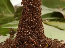 Ученые: муравьи спасают своих раненных собратьев