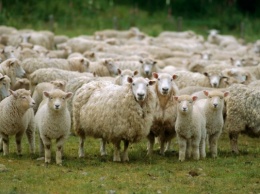 В Турции 80 овец совершили коллективный суецид (18+)