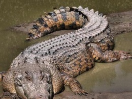 В Коста-Рике крокодил закусил на пляже скатом (видео)
