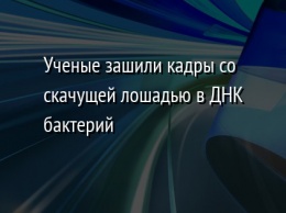 Ученые зашили кадры со скачущей лошадью в ДНК бактерий