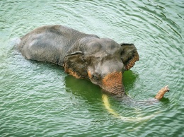 Военным пришлось спасать заплывшего в открытое море слона