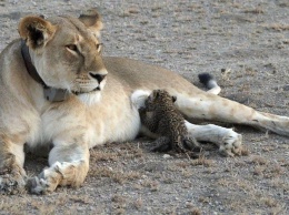 Дикая львица в Африке замечена за кормлением детеныша леопарда