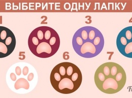 Выберите лапку и узнайте, какой вы кот!
