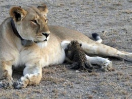 В зоопарке Танзании львица вскармливает детеныша леопарда