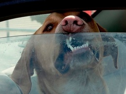 В Днепре собаки из окна автомобиля кусали прохожих