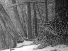 Любовный игры дальневосточных леопардов впервые в истории попали на фото