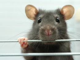 Ученые научились создавать человеческие сердца из крысиных