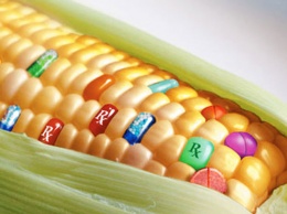 ЕС разрешил пять ГМО-культур в продуктах и кормах