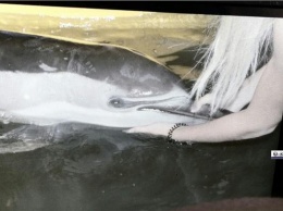 Спасению дельфина у берегов Керчи помешал шторм