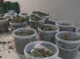 Житель Днепропетровщины хранил 20 килограммов марихуаны