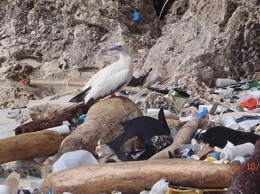 Ученые подсчитали, сколько пластикового мусора создало человечество