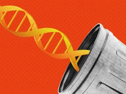 Большая часть генома человека оказалась «мусором»