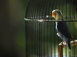 В США попугай раскрыл убийство