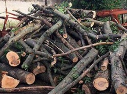 Задержаны мариупольцы, уничтожавшие деревья (ФОТО)