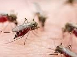 В Мариуполе клещи отступили, но активизировались комары
