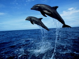 В воскресенье по Крещатику пройдут маршем защитники китов и дельфинов
