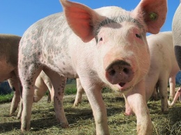 Тревога: на Полтавщине снова вспышка африканской чумы свиней