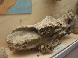 В Бердянске в черепе шерстистого носорога нашли документы