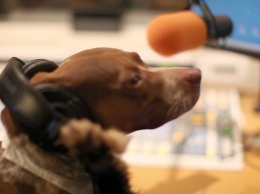 В Германии появилось радио для собак