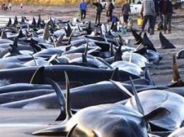 Ежегодно тысячи китов и дельфинов выбрасываются на берег