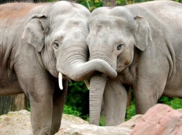 На Шри-Ланке спасли двух слонов, унесенных в море