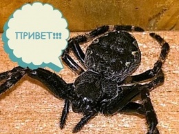 Вторжение пауков: 10 восьминогих тварей, которые живут у вас дома