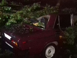 Ночной армагеддон на Закарпатье валил деревья и крушил авто