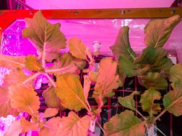 NASA улучшает систему производства овощей для МКС