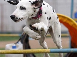 Черниговская компания положит начало первым в мире Олимпийским играм для животных