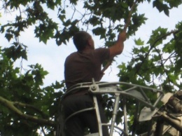 Перестраховались: В Одессе коммунальщики «прощупывали» гигантские деревья (ФОТО)