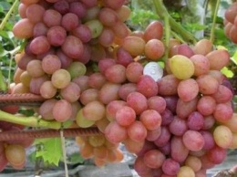 На рынках Павлограда начали продавать виноград