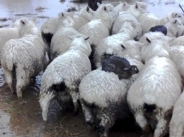 В Новой Зеландии кролики спаслись от наводнения на овцах