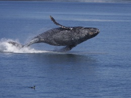 У горбатых китов нашли культурную эволюцию