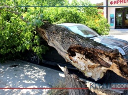 В Симферополе упавшее дерево придавило припаркованный внедорожник