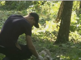 В Киевской области убили лесничего: подозревают браконьеров
