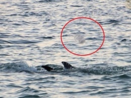 На Херсонщине дельфины играют медузами в футбол
