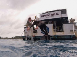 Майкл Фелпс плавал наперегонки с акулой - узнайте, кто выиграл