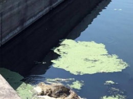 В Мариуполе в реке уже почти неделю плавает труп животного (ФОТО, ВИДЕО)