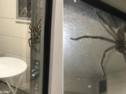 Огромный паук запер в доме перепуганную семью. А что бы делали вы?