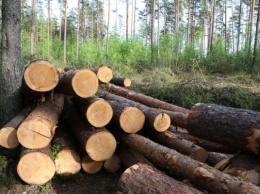 В Херсоне и области штрафуют за незаконные рубки деревьев