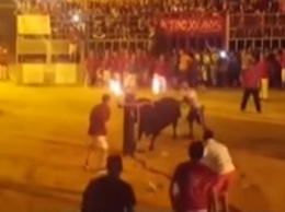 Бык, которому подожгли рога, совершил самоубийство на глазах у толпы (видео)