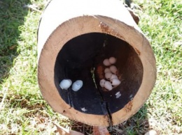 Мужчина нашел странные яйца у себя в саду. Вы удивитесь тому, что из них появилось