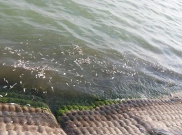 Рыба в Хаджибейском лимане могла погибнуть из-за низкого уровня кислорода