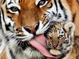 Международный день тигра: 10 важных фактов об этом животном