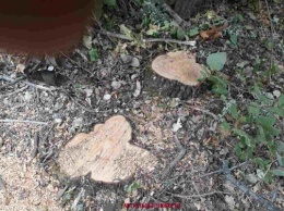 В Запорожье задержали подпольных лесорубов (ФОТО)