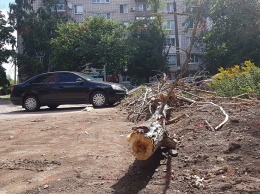 Жительнице Запорожской области упала на голову огромная ветка (Фото)